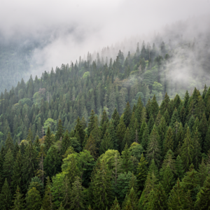 Free AI photo: Misty Forest Landscape Scene. A serene forest bathed in soft morning light with misty clouds.. Categories: Landscape, Nature, Photography. Colours: Gray, Green.