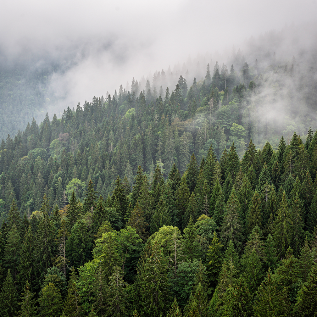 A serene forest bathed in soft morning light with misty clouds.